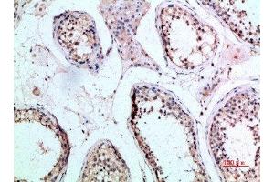 Immunohistochemical analysis of paraffin-embedded human-testis, antibody was diluted at 1:200
