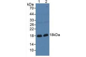 Figure. (Gastrokine 1 anticorps  (AA 22-199))