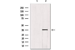 Western blot analysis of extracts from hybridoma cells, using HOXC13 Antibody. (HOXC13 anticorps  (C-Term))