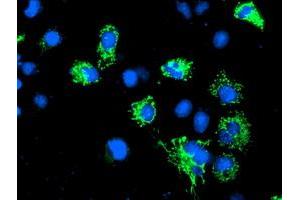 Immunofluorescence (IF) image for anti-Adenylate Kinase 4 (AK4) antibody (ABIN1496524)