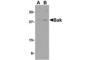 Western blot analysis of Bak in L1210 cell lysates with AP30117PU-N Bak antibody at (A) 1 and (B) 2 μg/ml. (BAK1 anticorps  (N-Term))
