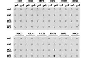 Dot-blot analysis of all sorts of methylation peptides using H3K79me3 antibody. (Histone anticorps)