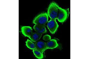 Immunofluorescence analysis of A431 cells using SERPINA7 mouse mAb (green).