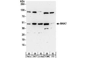 Western Blotting (WB) image for anti-Mitogen-Activated Protein Kinase Kinase 7 (MAP2K7) (AA 1-50) antibody (ABIN7455014)