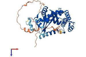 AlphaFold protein structure predicition of Mouse Recombinant Exo5 Protein, UniprotID Q9CXP9