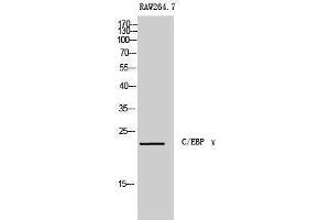 Western Blotting (WB) image for anti-CCAAT/enhancer Binding Protein (C/EBP), gamma (CEBPG) (Internal Region) antibody (ABIN3179897) (CEBPG anticorps  (Internal Region))