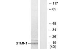 Western blot analysis of extracts from COS7 cells, using Stathmin 1 (Ab-15) Antibody. (Stathmin 1 anticorps  (AA 5-54))