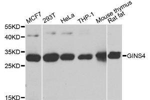 Western blot analysis of extracts of various cell lines, using GINS4 antibody. (GINS4 anticorps  (AA 108-207))