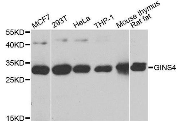 GINS4 anticorps  (AA 108-207)