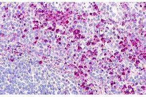 Image no. 1 for anti-G Protein-Coupled Receptor 152 (GPR152) (Cytoplasmic Domain) antibody (ABIN1048740)