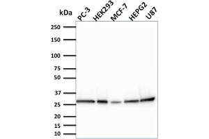 Western Blot Analysis of PC-3, HEK293, MCF-7, HEPG2 and U87 cells using BCL2L2 Mouse Monoclonal Antibody (CPTC-BCL2L2-2). (BCL2L2 anticorps)