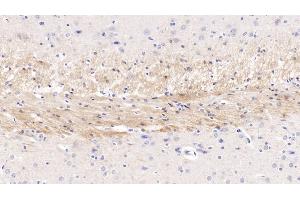 Detection of CDNF in Rat Cerebrum Tissue using Monoclonal Antibody to Cerebral Dopamine Neurotrophic Factor (CDNF) (CDNF anticorps  (AA 20-183))