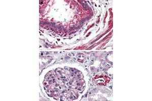 Immunohistochemical staining of human lung, bronchiole (A) and human kidney (B) with GPR150 polyclonal antibody . (GPR150 anticorps  (C-Term))