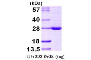 SDS-PAGE (SDS) image for BCL2-Associated Athanogene 2 (BAG2) (AA 1-211) protein (His tag) (ABIN667379)