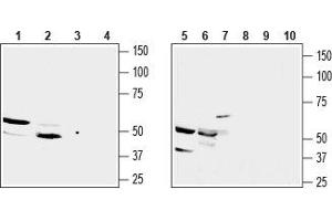 Western blot analysis of rat kidney membrane (lanes 1 and 3), mouse kidney lysate (lanes 2 and 4), mouse TK-1 T-cell lymphoma (lanes 5 and 8), mouse J774 macrophage cell (lanes 6 and 9) and human Jurkat acute T cell leukemia (lanes 7 and 10) lysates: - 1,2,5,6,7. (SUCNR1 anticorps  (3rd Extracellular Loop))