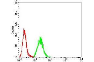 Flow cytometric analysis of Hela cells using HDAC9 mouse mAb (green) and negative control (red).