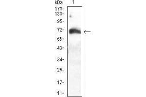 Western blot analysis using ATG16L1 mouse mAb against Hela (1) cell lysate.