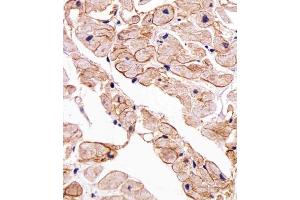 Immunohistochemical analysis of paraffin-embedded H.