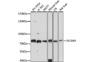 Western blot analysis of extracts of various cell lines, using SLC6 antibody (ABIN7267463) at 1:1000 dilution. (GLYT1 anticorps  (AA 1-110))