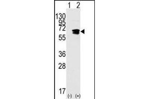 Western blot analysis of Rad9(arrow) using rabbit polyclonal Rad9 BH3 domain Pab (ABIN388113 and ABIN2846261). (RAD9A anticorps  (AA 1-30))