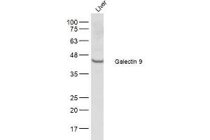 Mouse liver lysates probed with Galectin 9 Polyclonal Antibody, Unconjugated  at 1:500 dilution and 4˚C overnight incubation. (Galectin 9 anticorps  (AA 51-150))