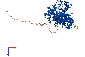 AlphaFold protein structure predicition of Human Recombinant KCNAB2 Protein, UniprotID Q13303
