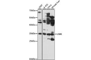 Western blot analysis of extracts of various cell lines, using USB1 antibody (ABIN6133400, ABIN6149979, ABIN6149980 and ABIN6217152) at 1:3000 dilution. (C16orf57 anticorps  (AA 1-265))