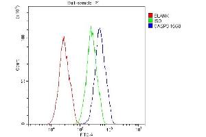 Flow Cytometry analysis of HepG2 cells using anti- Caspase-3 antibody (ABIN6719555). (Caspase 3 anticorps  (AA 67-175))