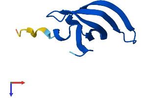 AlphaFold protein structure predicition of Mouse Recombinant Snrpg Protein, UniprotID P62309