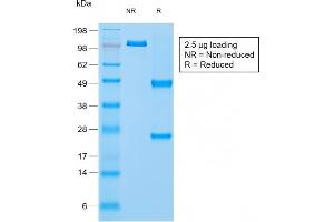 SDS-PAGE Analysis Purified Napsin A Rabbit Recombinant Monoclonal Antibody (NAPSA/1865R).