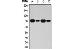 Western blot analysis of BAP1 expression in HL60 (A), THP1 (B), mouse kidney (C), rat brain (D) whole cell lysates. (BAP1 anticorps)