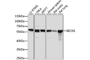 Western blot analysis of extracts of various cell lines, using BECN1 antibody. (Beclin 1 anticorps  (AA 1-280))