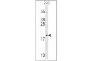 Western blot analysis in 293 cell line lysates (35 ug/lane) using RPL26 Antibody (C-term) Cat. (RPL26 anticorps  (C-Term))