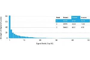 Analysis of Protein Array containing more than 19,000 full-length human proteins using EGFR Mouse Monoclonal Antibody (GFR/2341) Z- and S- Score: The Z-score represents the strength of a signal that a monoclonal antibody (MAb) (in combination with a fluorescently-tagged anti-IgG secondary antibody) produces when binding to a particular protein on the HuProtTM array. (EGFR anticorps  (AA 344-492))