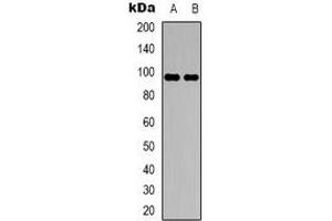 Western blot analysis of DMGDH expression in HepG2 (A), A549 (B) whole cell lysates.