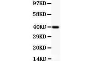 Anti-NFkB p105/P50 Picoband antibody,  All lanes: Anti NFKBP105  at 0. (NFKB1 anticorps  (AA 1-360))