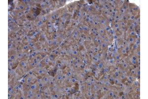 IHC-P Image Factor XIIIa antibody [N1N3] detects Factor XIIIa protein at cytoplasm in mouse pancreas by immunohistochemical analysis.