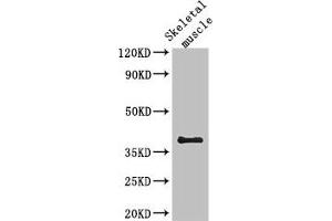 Western Blot Positive WB detected in: Mouse skeletal muscle tissue All lanes: KIR2DL3 antibody at 2.