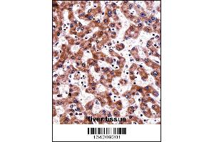 TRAP1 Antibody immunohistochemistry analysis in formalin fixed and paraffin embedded human liver tissue followed by peroxidase conjugation of the secondary antibody and DAB staining.