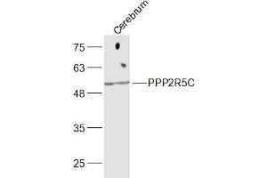 Mouse cerebrum lysates probed with PPP2R5C Polyclonal Antibody, Unconjugated  at 1:300 dilution and 4˚C overnight incubation. (PPP2R5C anticorps  (AA 390-435))