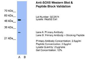 Host: Rabbit  Target Name: SOX5  Sample Tissue: HepG2Lane A:  Primary Antibody Lane B:  Primary Antibody + Blocking Peptide Primary Antibody Concentration: 2.