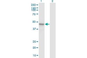 Western Blot analysis of ARMCX1 expression in transfected 293T cell line by ARMCX1 monoclonal antibody (M01), clone 6E10. (ARMCX1 anticorps  (AA 188-295))