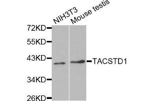 Western blot analysis of extracts of various cell lines, using TACSTD1 antibody. (EpCAM anticorps  (AA 40-260))