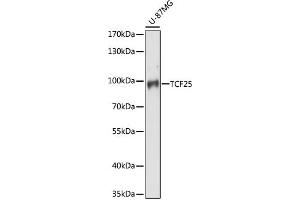 anti-Transcription Factor 25 (Basic Helix-Loop-Helix) (TCF25) (AA 1-300) antibody
