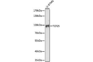 Western blot analysis of extracts of U-87MG cells, using TCF25 antibody (ABIN7270881) at 1:1000 dilution. (TCF25 anticorps  (AA 1-300))