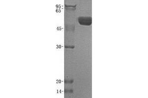 Validation with Western Blot
