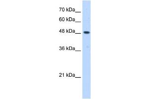 ERGIC3 antibody used at 0. (ERGIC3 anticorps  (C-Term))