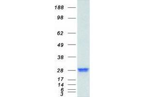 Validation with Western Blot