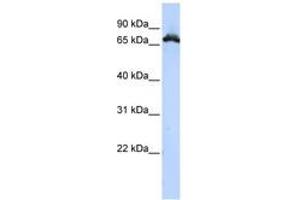 Image no. 1 for anti-Ribonucleoprotein, PTB-Binding 1 (RAVER1) (AA 396-445) antibody (ABIN6743043) (RAVER1 anticorps  (AA 396-445))