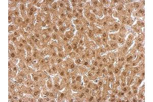 IHC-P Image APLP2 antibody [N1N2], N-term detects APLP2 protein at nucleus on mouse liver by immunohistochemical analysis.